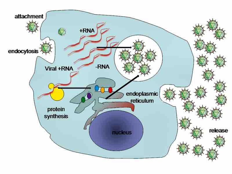 Hepatitis C virus