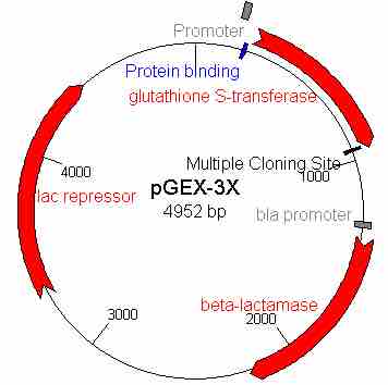 Bacterial Cloning Vector