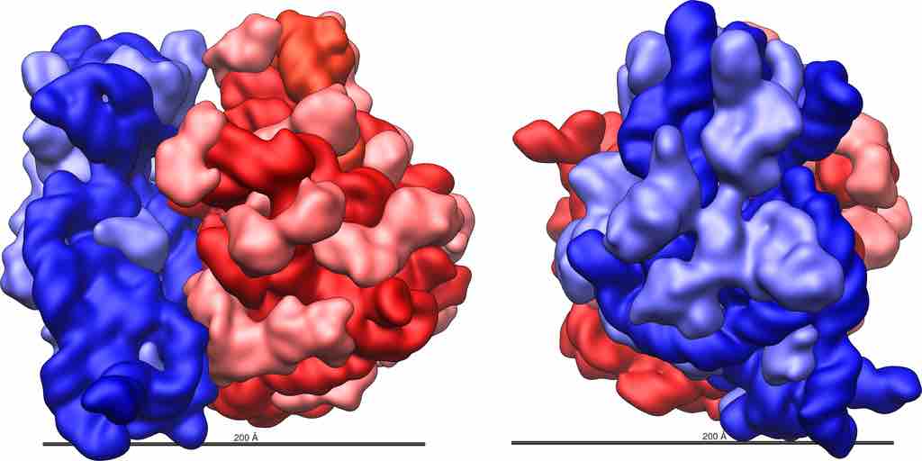 Ribosomal RNA