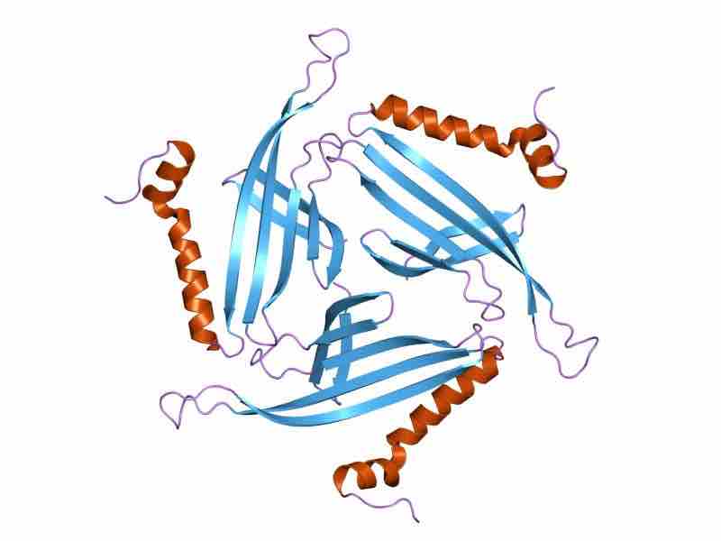 Structure of bacteriophage PP7 from Pseudomonas aeruginosa