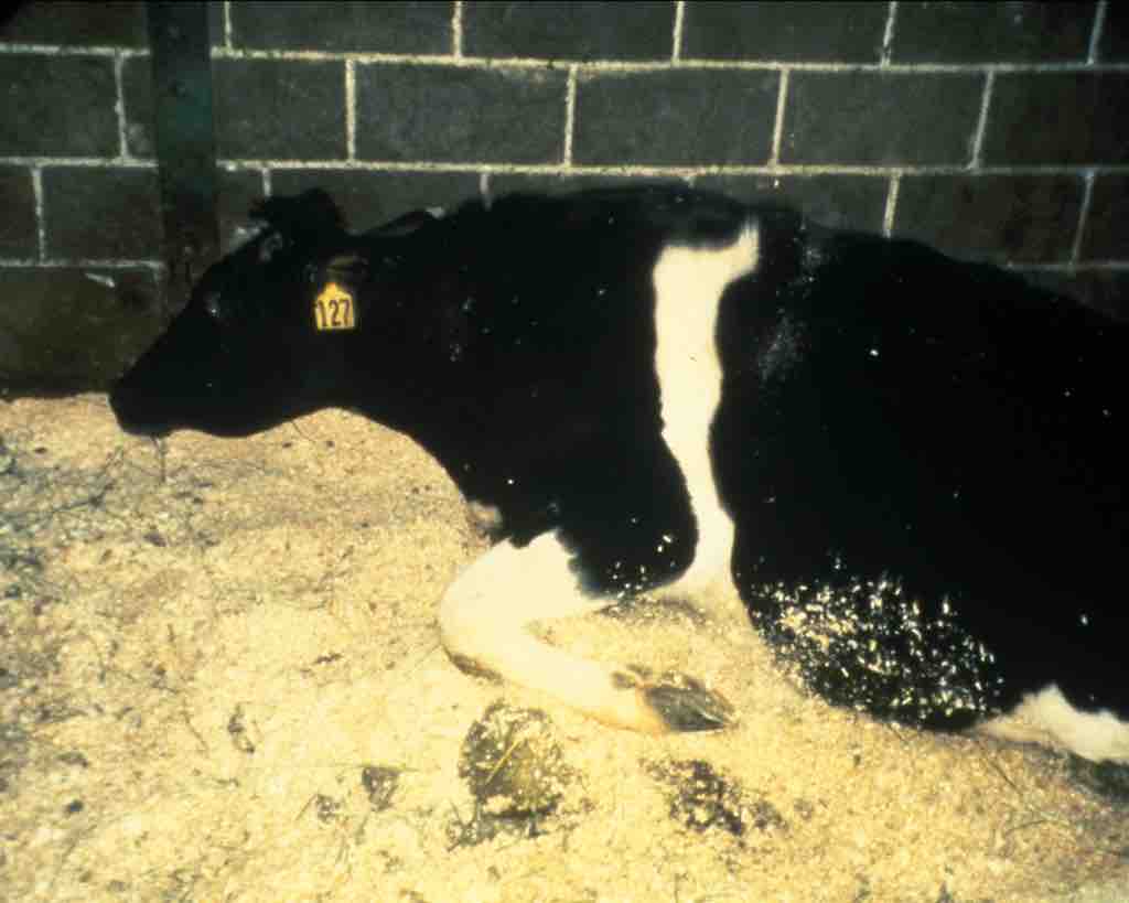 Bovine spongiform encephalopathy (BSE)