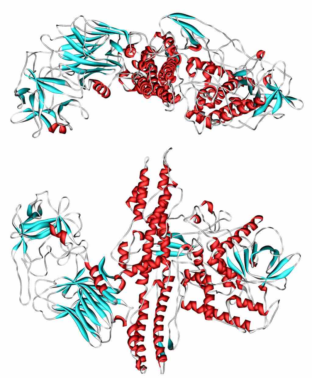 Botulinum Toxin