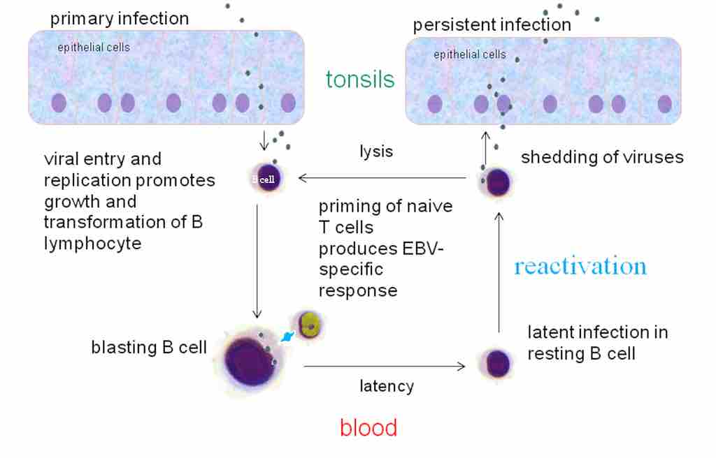 EBV infection cycle