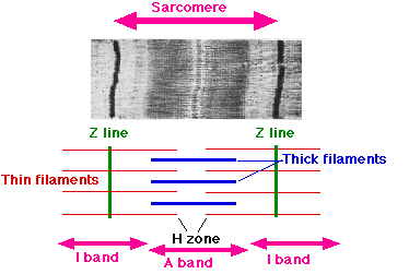 The Sarcomere