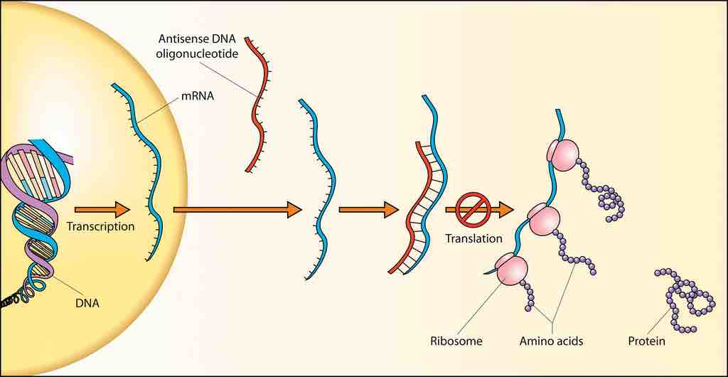 DNA to RNA to protein