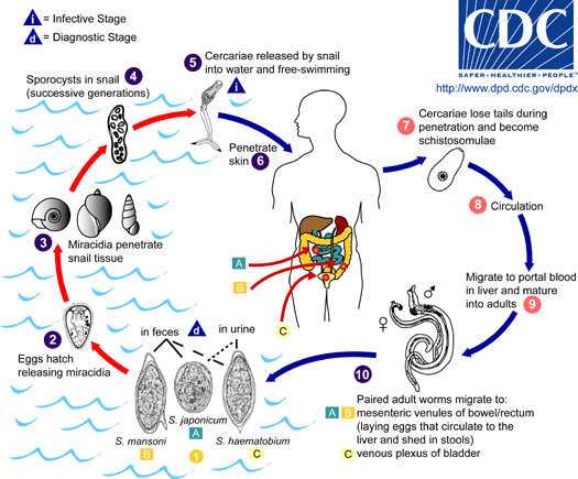 Schistosome Life Cycle