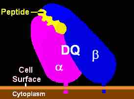 MHC Class II, DQ