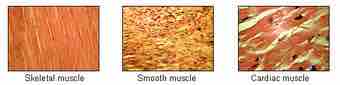 Illu muscle tissues