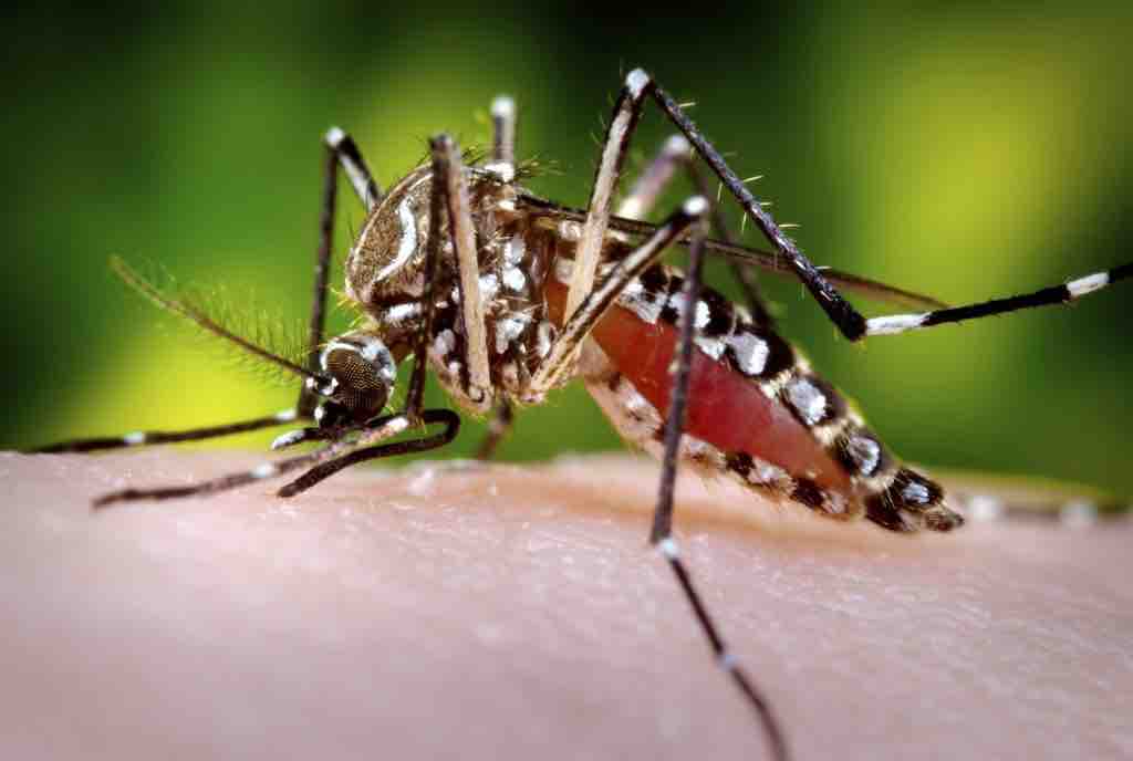 Close up of Aedes aegypti mosquito