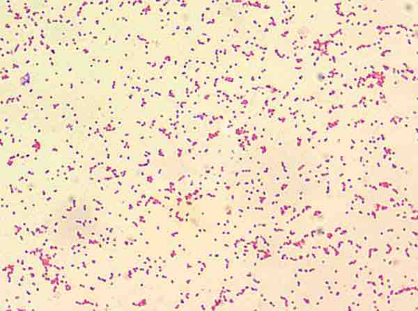 Brucella bacteria