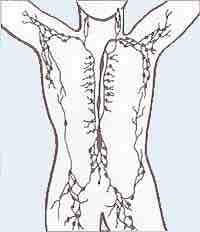 The lymphatic system