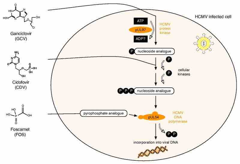 HCMV drugs