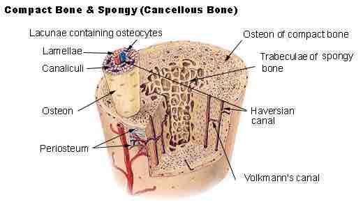 Compact bone and spongy bone