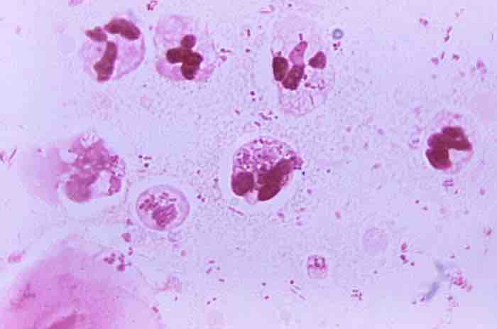 Neutrophils Phagocytizing Bacteria