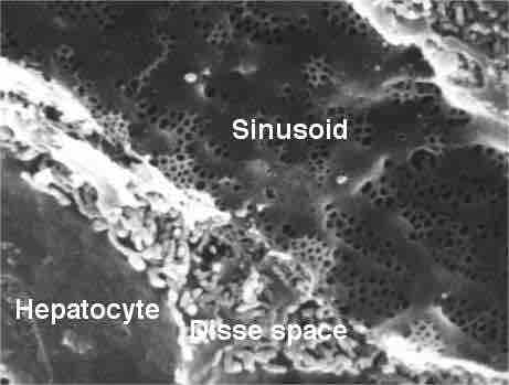 Rat Liver Sinusoid