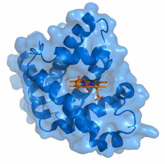 Myoglobin