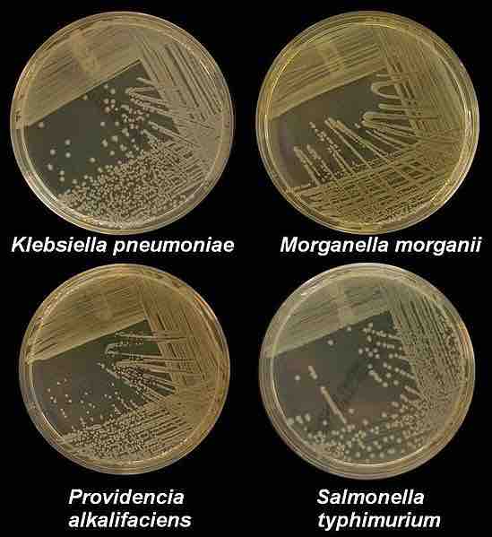 Common bacteria that cause disease in humans