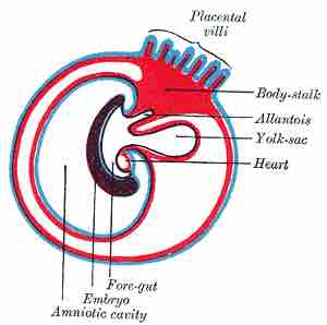 Foregut