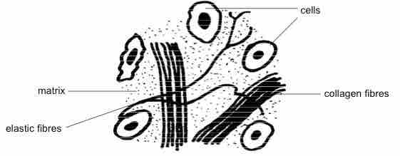 Structural elements of connective tissue