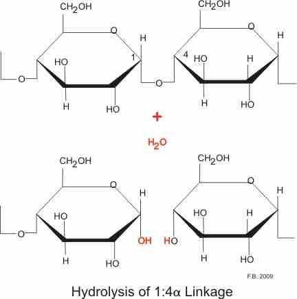 Hydrolysis by amylase