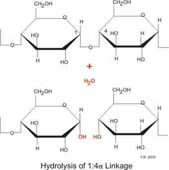 Amylase hydrolysisl 1 4