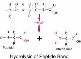 Amino acid4