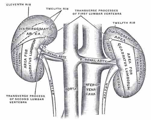 The kidneys