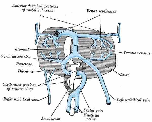 Vitelline veins