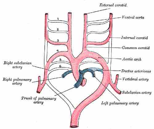 Aortic arches