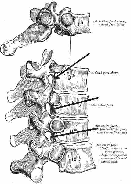 Intervertebral foramina