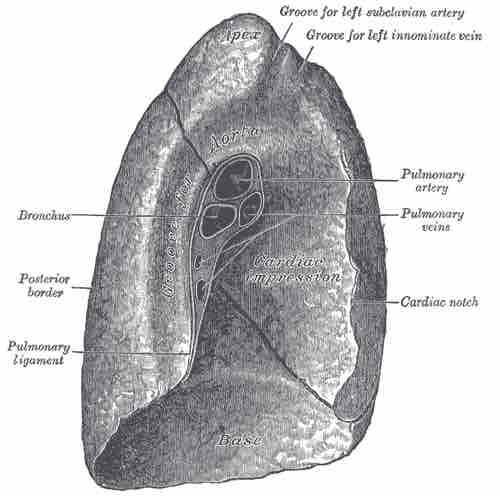 The Left Lung