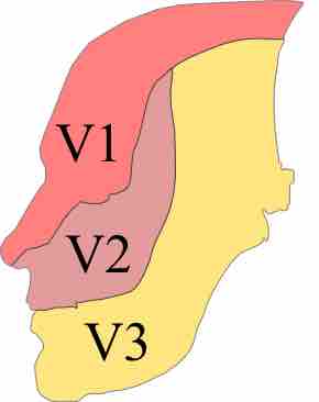 Trig innervation