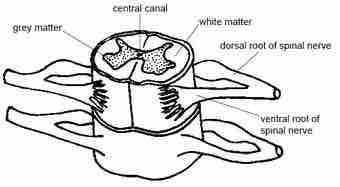 Of animals the spinal cord