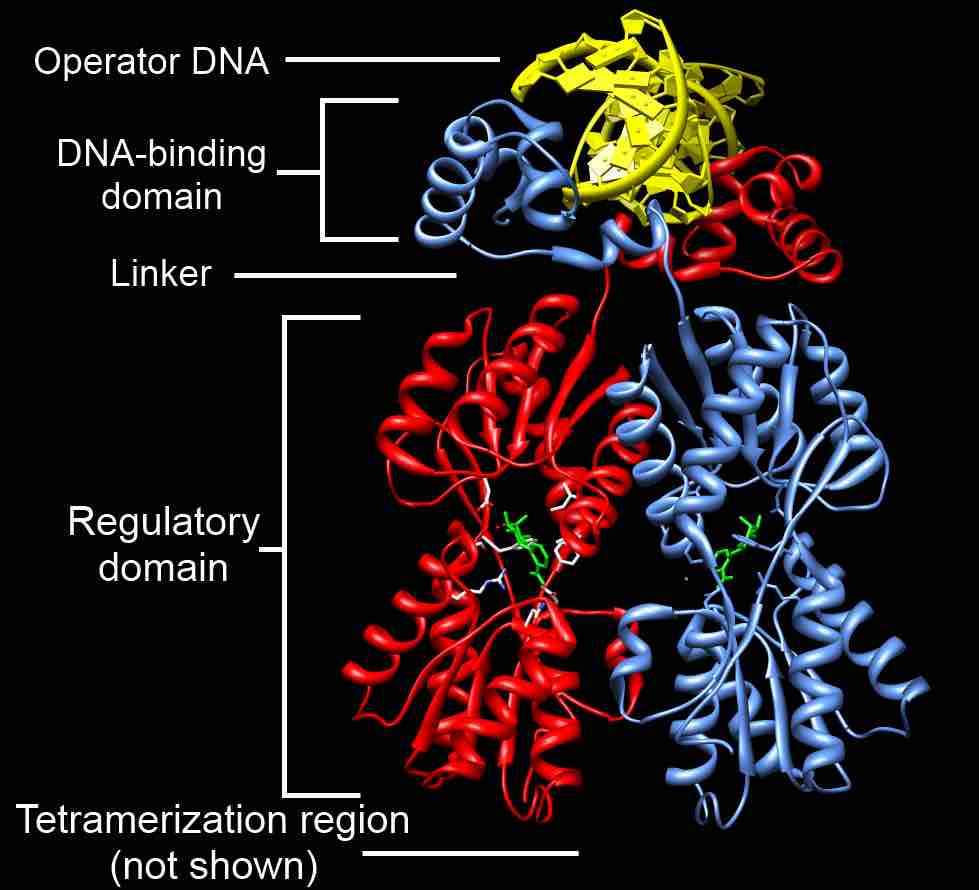 Annotated Crystal Structure of Dimeric LacI