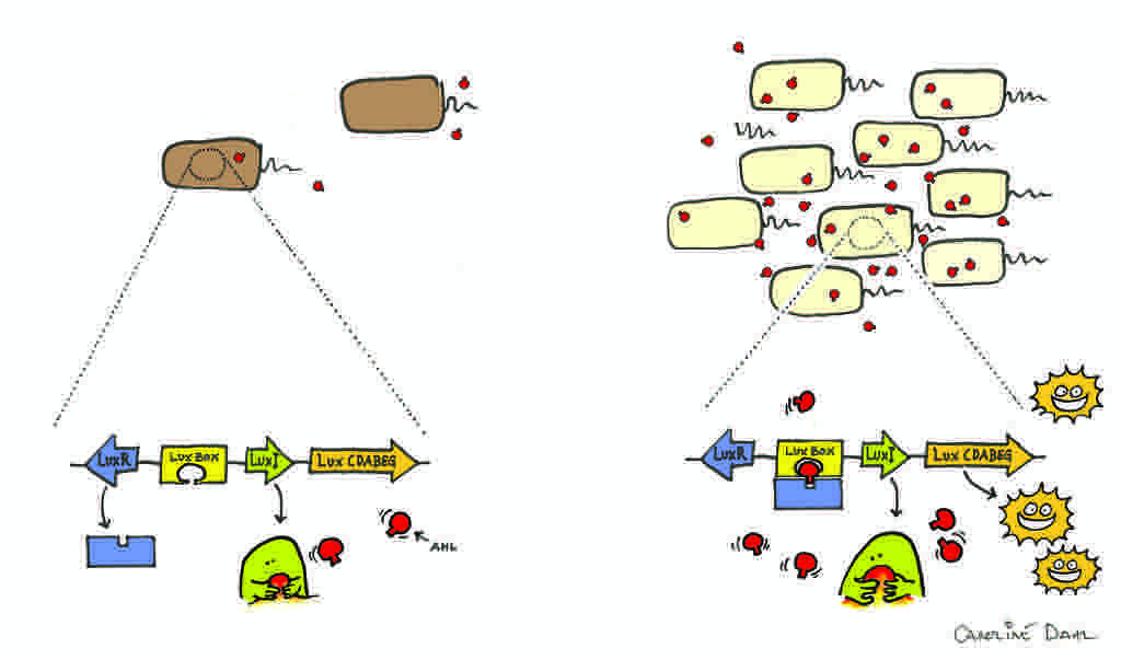 Quorum Sensing