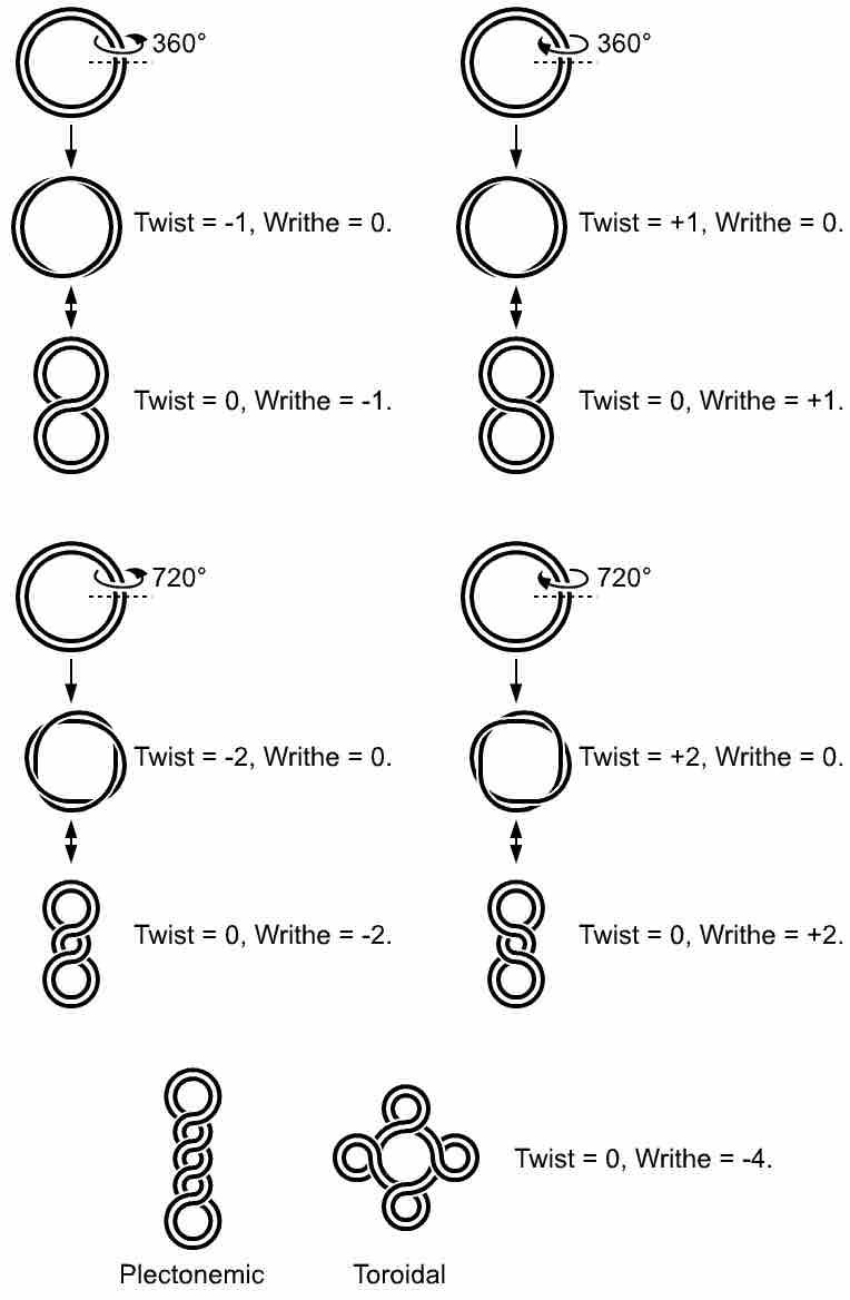 Supercoiled Structure of Circular DNA