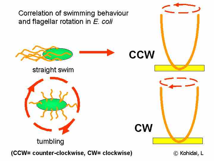 Bacterial chemotaxis