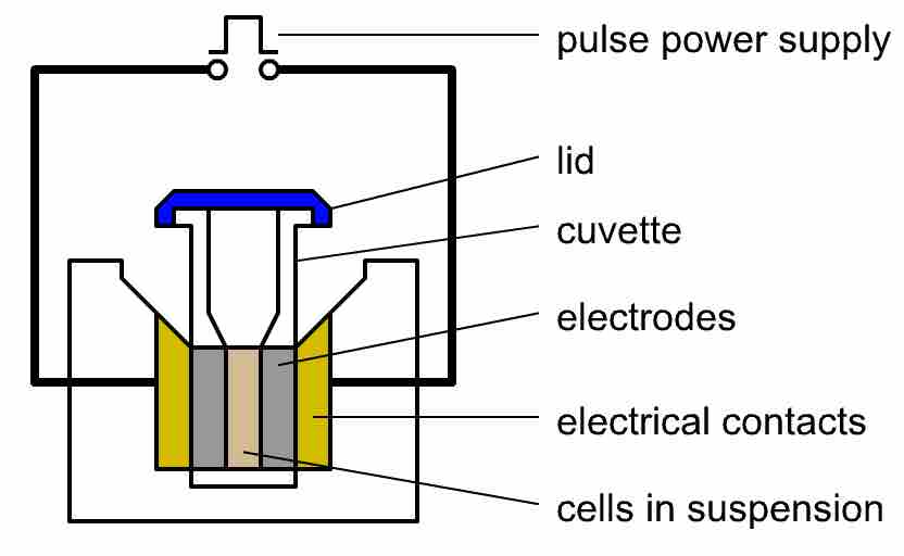 Electroporation