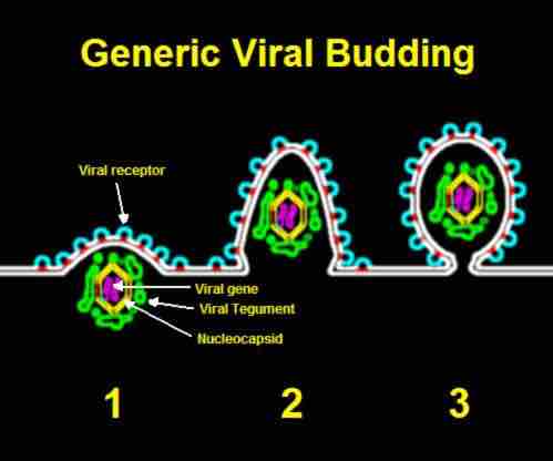 Generic Viral Budding