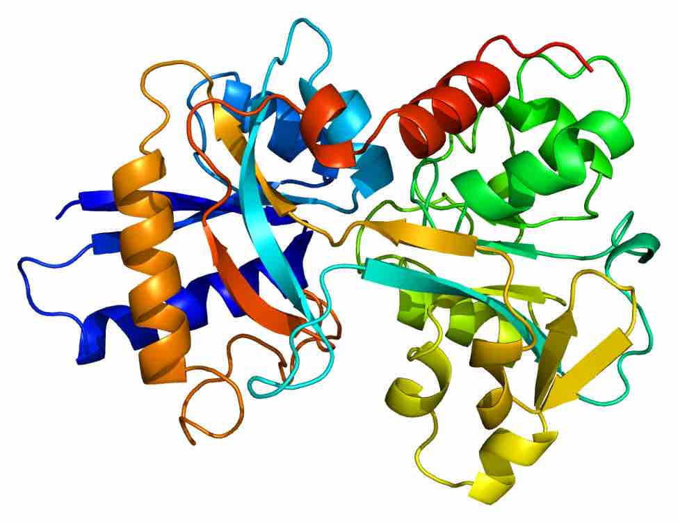 Transferrin