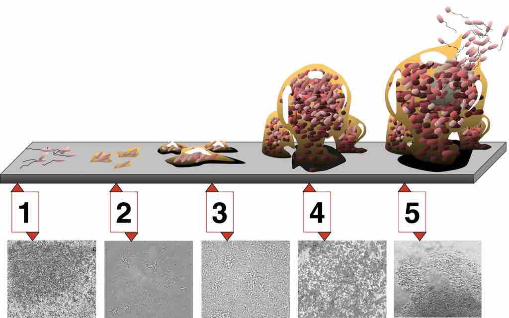 Biofilm development