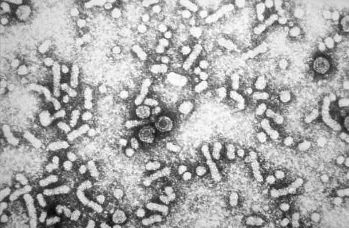 Hepatitis B Virus