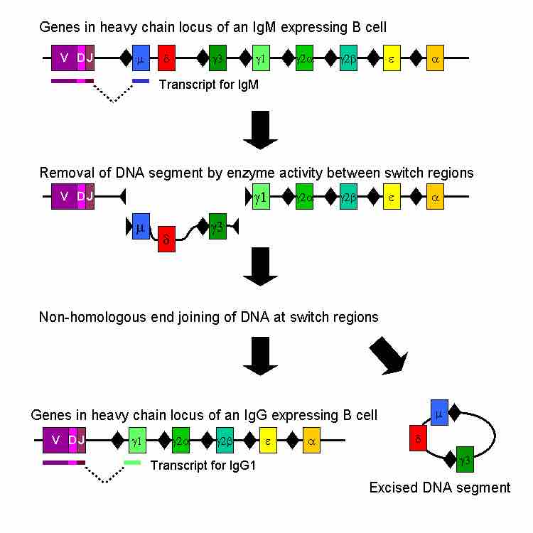 Class switch recombination