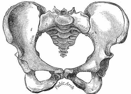 The Female Pelvis