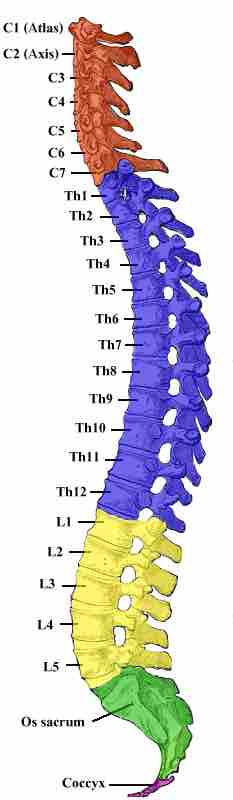 Human vertebral column