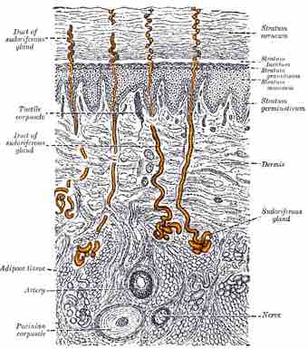 Gray940 sweat gland