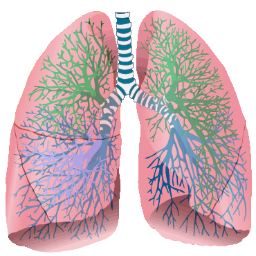 The lungs