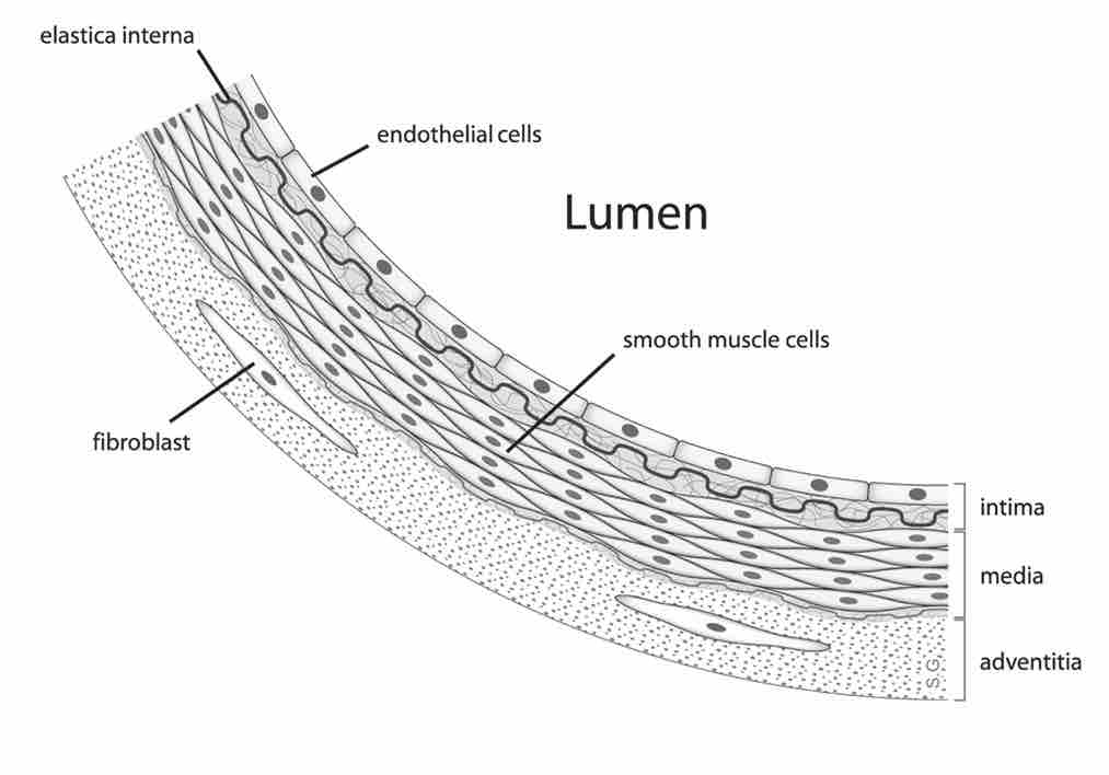 Anatomy of the Arterial Wall