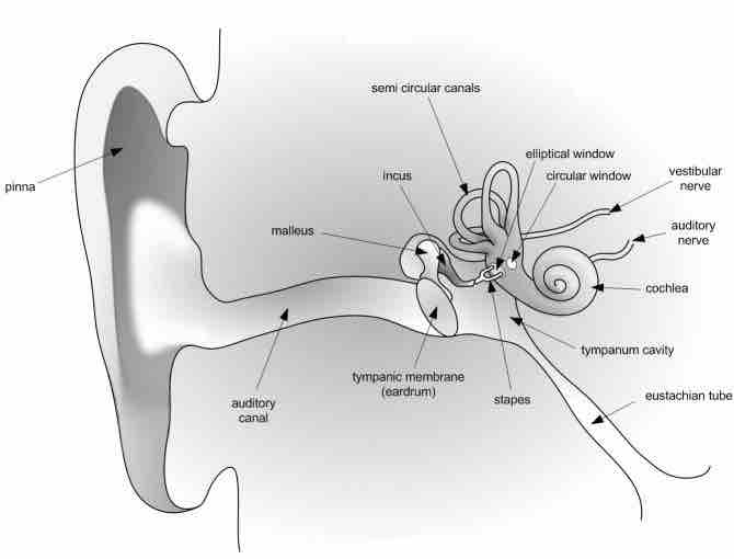 The Human Ear