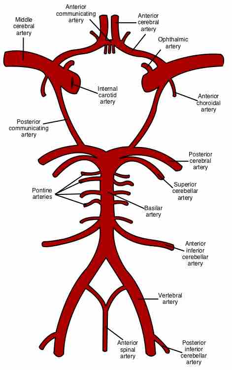 Circle of willis en